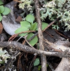 Diplodium nanum (ACT) = Pterostylis nana (NSW) at Cocoparra National Park - suppressed