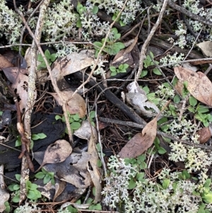 Diplodium nanum (ACT) = Pterostylis nana (NSW) at Cocoparra National Park - suppressed