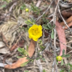 Hibbertia obtusifolia (Grey Guinea-flower) at QPRC LGA - 31 Dec 2023 by JaneR