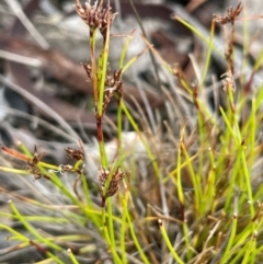 Schoenus apogon (Common Bog Sedge) at Captains Flat, NSW - 31 Dec 2023 by JaneR