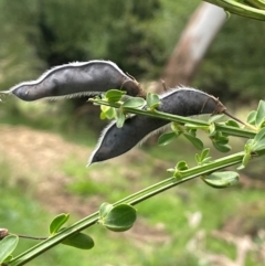 Cytisus scoparius subsp. scoparius (Scotch Broom, Broom, English Broom) at QPRC LGA - 31 Dec 2023 by JaneR