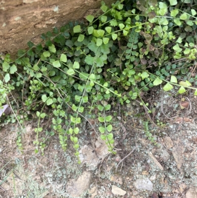 Asplenium flabellifolium (Necklace Fern) at QPRC LGA - 31 Dec 2023 by JaneR