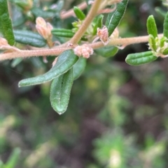 Pomaderris angustifolia (Pomaderris) at QPRC LGA - 31 Dec 2023 by JaneR