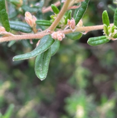 Pomaderris angustifolia (Pomaderris) at QPRC LGA - 31 Dec 2023 by JaneR