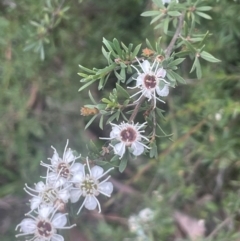 Kunzea ericoides (Burgan) at QPRC LGA - 31 Dec 2023 by JaneR