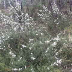 Kunzea ericoides at QPRC LGA - 31 Dec 2023