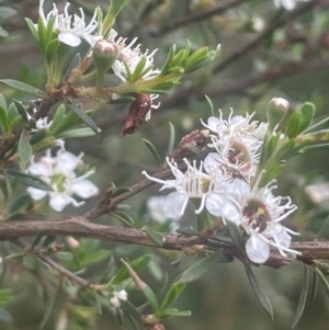 Kunzea ericoides at QPRC LGA - 31 Dec 2023