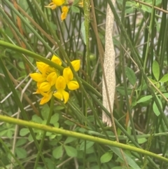 Lotus corniculatus (Birds-Foot Trefoil) at QPRC LGA - 31 Dec 2023 by JaneR