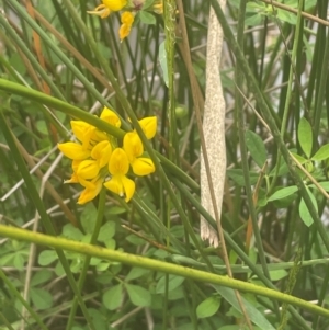 Lotus corniculatus at QPRC LGA - 31 Dec 2023