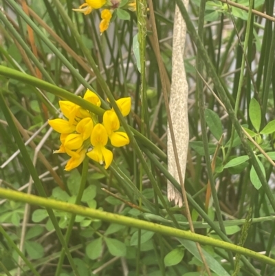 Lotus corniculatus (Birds-Foot Trefoil) at QPRC LGA - 31 Dec 2023 by JaneR