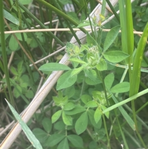 Lotus corniculatus at QPRC LGA - 31 Dec 2023