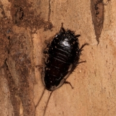 Drymaplaneta communis (Eastern Wood Runner, Common Shining Cockroach) at Latham, ACT - 7 Jul 2024 by kasiaaus