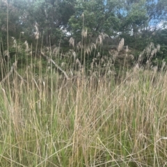 Phragmites australis (Common Reed) at QPRC LGA - 31 Dec 2023 by JaneR