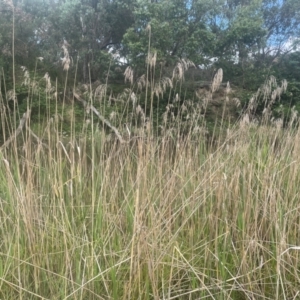 Phragmites australis at QPRC LGA - 31 Dec 2023