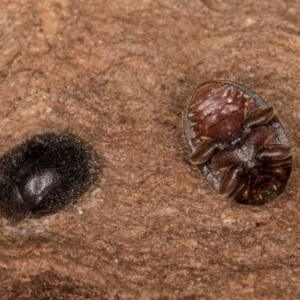 Coccinellidae (family) at Latham, ACT - 7 Jul 2024