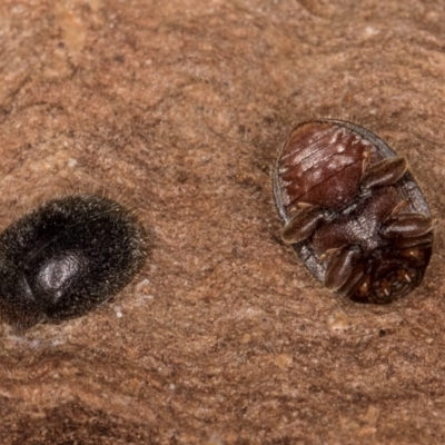 Coccinellidae (family) (Unidentified lady beetle) at Latham, ACT - 7 Jul 2024 by kasiaaus