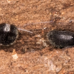 Coccinellidae (family) at Latham, ACT - 7 Jul 2024 03:04 PM