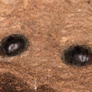 Coccinellidae (family) at Latham, ACT - 7 Jul 2024