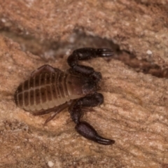 Conicochernes sp. (genus) (Chernetid Pseudoscorpion) at Melba, ACT - 7 Jul 2024 by kasiaaus