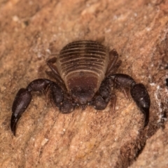 Conicochernes sp. (genus) at Melba, ACT - 7 Jul 2024