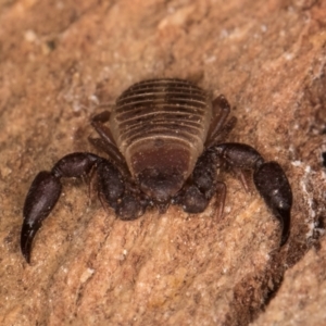 Conicochernes sp. (genus) at Melba, ACT - 7 Jul 2024