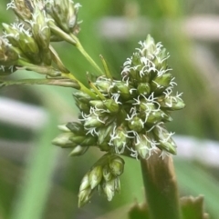 Scirpus polystachyus at QPRC LGA - 31 Dec 2023