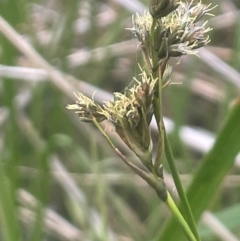 Scirpus polystachyus at QPRC LGA - 31 Dec 2023 04:18 PM