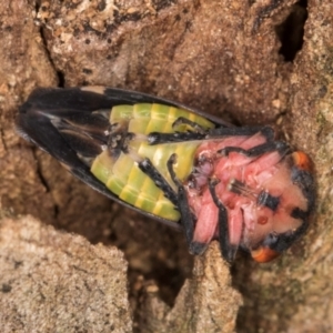 Eurymeloides pulchra at Melba, ACT - 7 Jul 2024