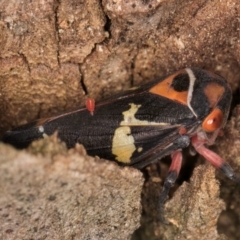 Eurymeloides pulchra at Melba, ACT - 7 Jul 2024