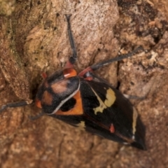 Eurymeloides pulchra at Melba, ACT - 7 Jul 2024