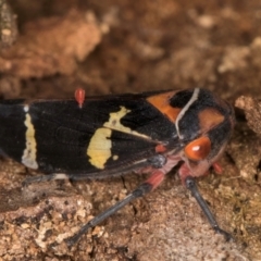 Eurymeloides pulchra at Melba, ACT - 7 Jul 2024 03:14 PM