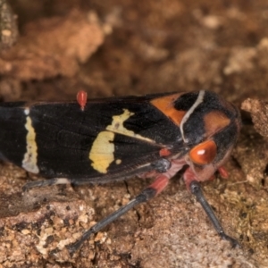 Eurymeloides pulchra at Melba, ACT - 7 Jul 2024