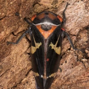 Eurymeloides pulchra at Melba, ACT - 7 Jul 2024