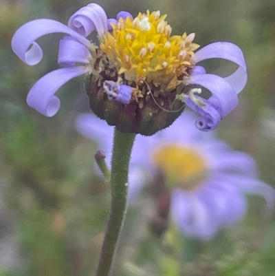 Brachyscome spathulata (Coarse Daisy, Spoon-leaved Daisy) at QPRC LGA - 31 Dec 2023 by JaneR