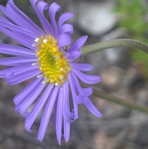 Brachyscome spathulata at QPRC LGA - 31 Dec 2023