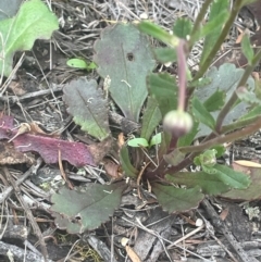 Brachyscome spathulata at QPRC LGA - 31 Dec 2023