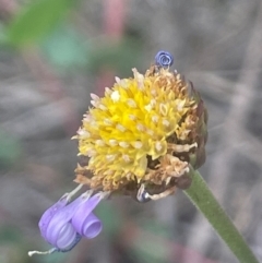 Brachyscome spathulata at QPRC LGA - 31 Dec 2023