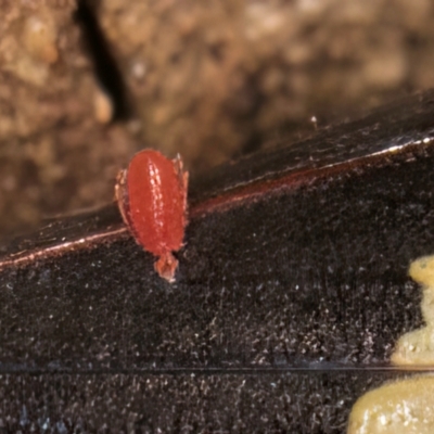 Acari (informal subclass) (Unidentified mite) at Melba, ACT - 7 Jul 2024 by kasiaaus