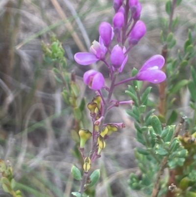 Comesperma ericinum (Heath Milkwort) at QPRC LGA - 31 Dec 2023 by JaneR