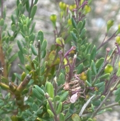 Comesperma ericinum at QPRC LGA - 31 Dec 2023