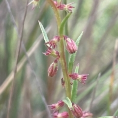 Haloragis heterophylla (Variable Raspwort) at QPRC LGA - 31 Dec 2023 by JaneR