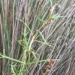 Haloragis heterophylla at QPRC LGA - 31 Dec 2023