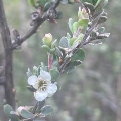 Leptospermum myrtifolium (Myrtle Teatree) at QPRC LGA - 31 Dec 2023 by JaneR