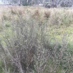 Leptospermum myrtifolium at QPRC LGA - 31 Dec 2023 05:13 PM