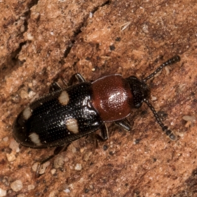 Thallis vinula (A fungus beetle) at Melba, ACT - 7 Jul 2024 by kasiaaus