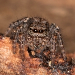 Servaea incana (Hoary Servaea) at Melba, ACT - 7 Jul 2024 by kasiaaus