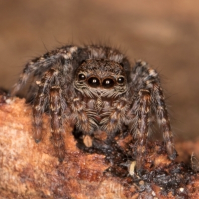 Servaea incana (Hoary Servaea) at Melba, ACT - 7 Jul 2024 by kasiaaus