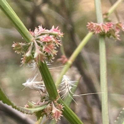 Rumex brownii (Slender Dock) at QPRC LGA - 31 Dec 2023 by JaneR