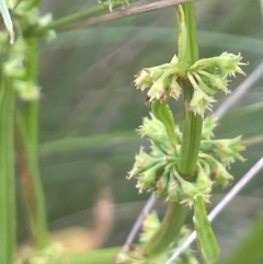 Rumex brownii at QPRC LGA - 31 Dec 2023