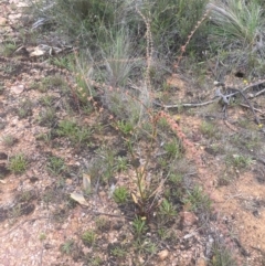 Rumex brownii at QPRC LGA - 31 Dec 2023